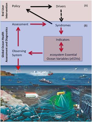 Perspectives on a Global Observing System to Assess Ocean Health